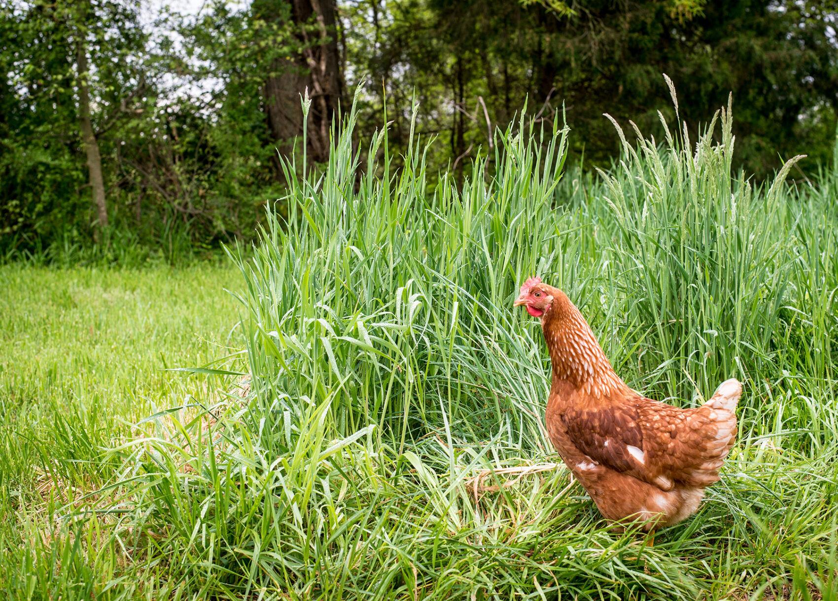 Chicken!